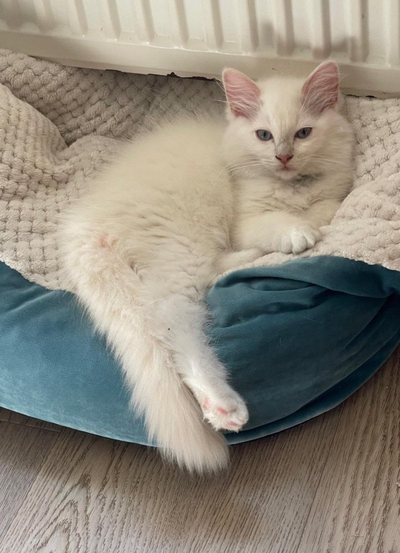 Ultim de L'Eden du Gival Mâle Ragdoll Ultim de L'Eden du Gival Mâle Ragdoll