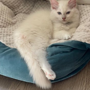 chaton Ragdoll fawn tabby mink mitted Ultim EI L'Eden du Gival