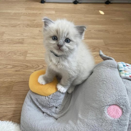 ULYSSE SNOW de L'Eden du Gival Mâle Ragdoll