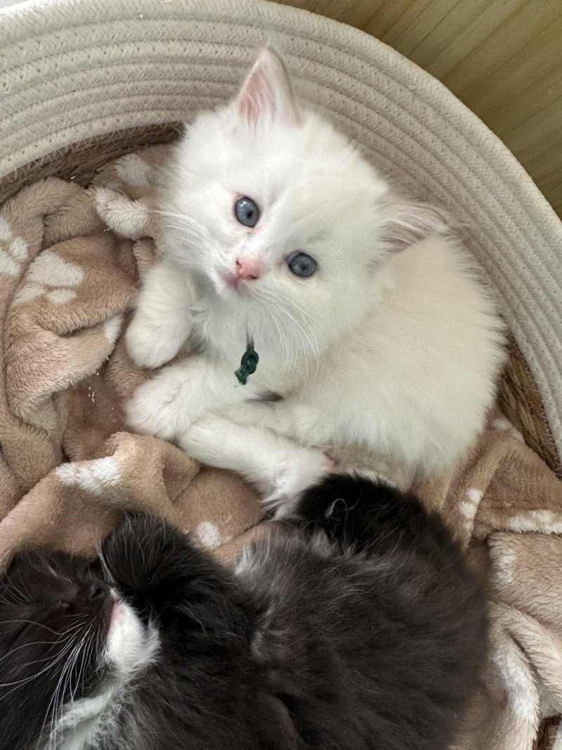 AÏKA de L'Eden du Gival Femelle Ragdoll