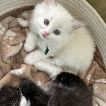 chaton Ragdoll lilac tabby sepia & blanc AÏKA EI L'Eden du Gival