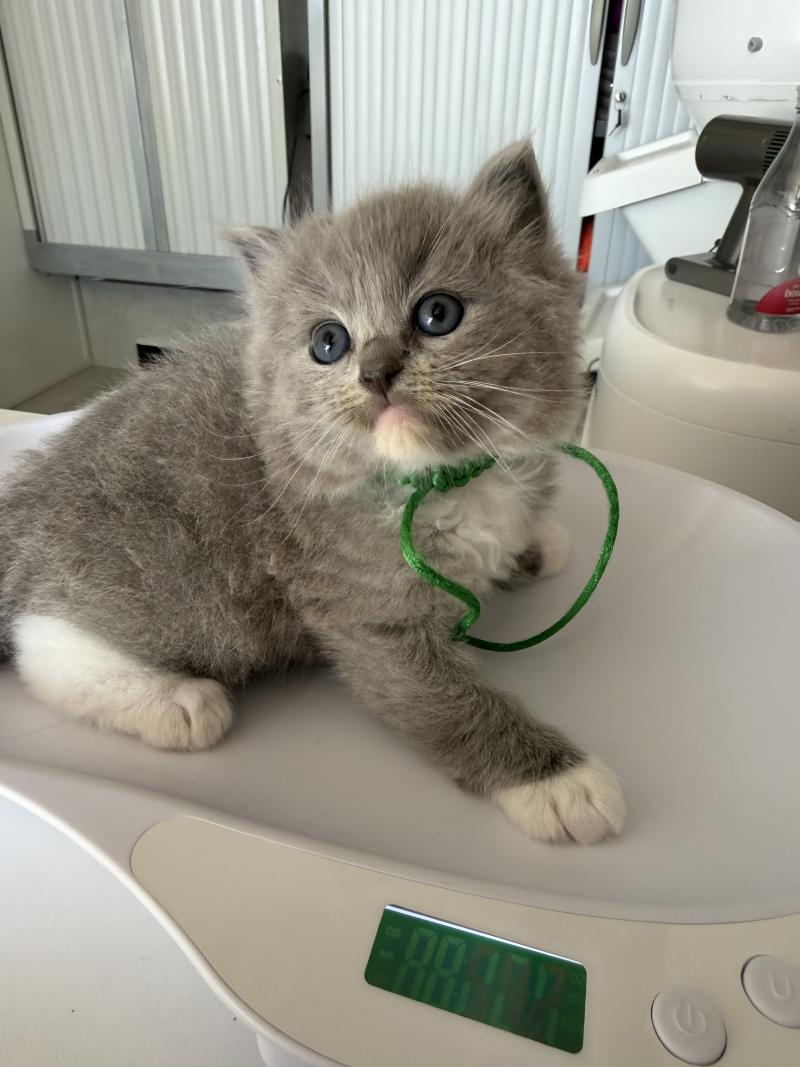 collier vert de L'Eden du Gival Mâle Ragdoll