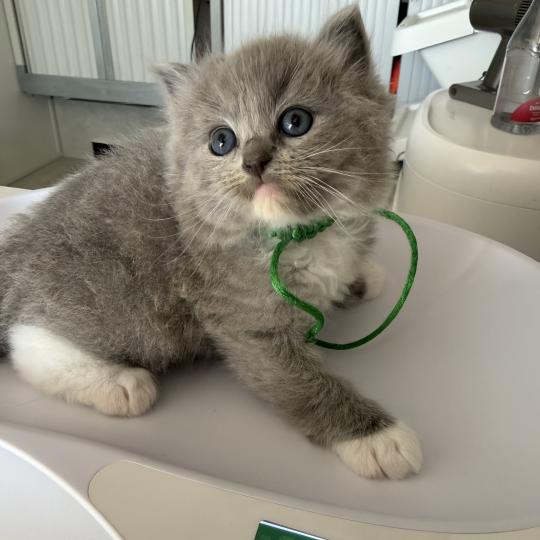 collier vert de L'Eden du Gival Mâle Ragdoll