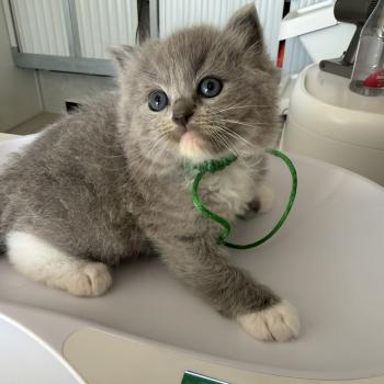 chaton Ragdoll blue mitted collier vert EI L'Eden du Gival