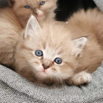 chaton Ragdoll seal tabby mink RANDORI L'Eden du Gival