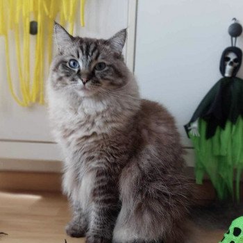 chaton Ragdoll seal tabby mink RANDORI EI L'Eden du Gival