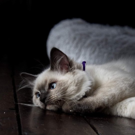 SHOUPETTE de L'Eden du Gival Femelle Ragdoll