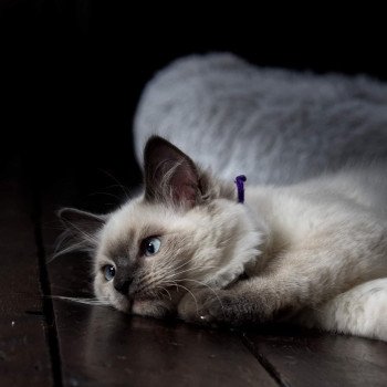 chaton Ragdoll blue point SHOUPETTE L'Eden du Gival