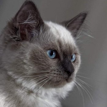 chaton Ragdoll blue point SHOUPETTE L'Eden du Gival