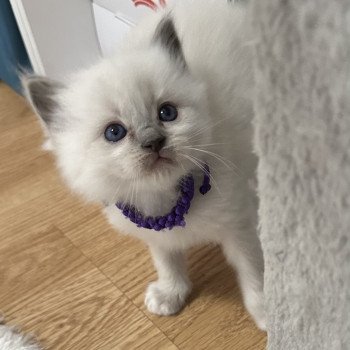 chaton Ragdoll blue point mitted ZHARA EI L'Eden du Gival