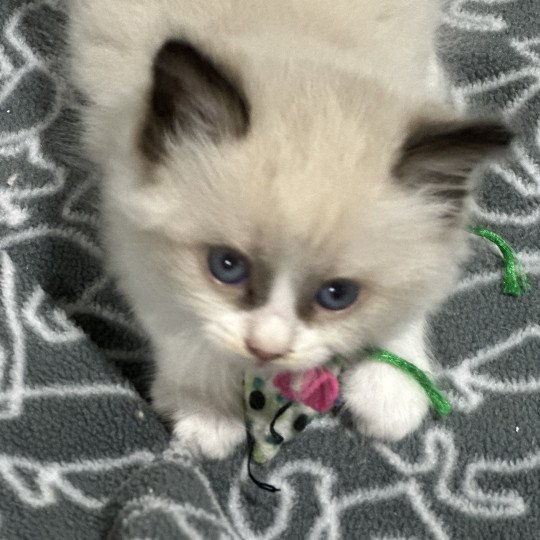 COLLIER VERT de L'Eden du Gival Femelle Ragdoll