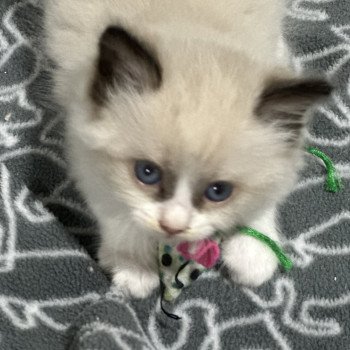 chaton Ragdoll bicolor COLLIER VERT EI L'Eden du Gival chaton Ragdoll bicolor COLLIER VERT EI L'Eden du Gival