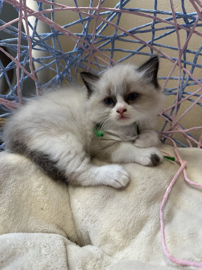 COLLIER VERT de L'Eden du Gival Femelle Ragdoll