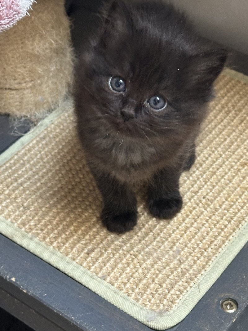 Adorable Tenebra de L'Eden du Gival Femelle Ragdoll