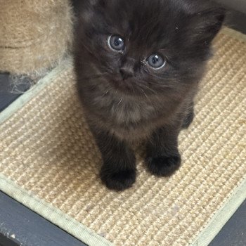 chaton Ragdoll black Adorable Tenebra EI L'Eden du Gival