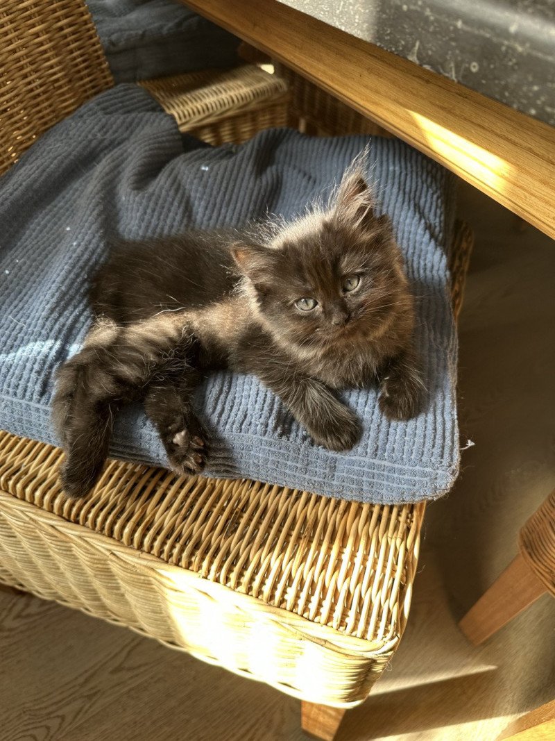 Adorable Tenebra de L'Eden du Gival Femelle Ragdoll