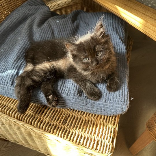Adorable Tenebra de L'Eden du Gival Femelle Ragdoll