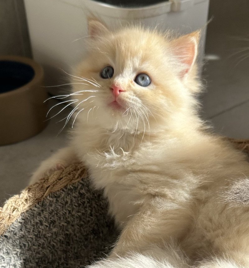 Aizu de L'Eden du Gival Mâle Ragdoll