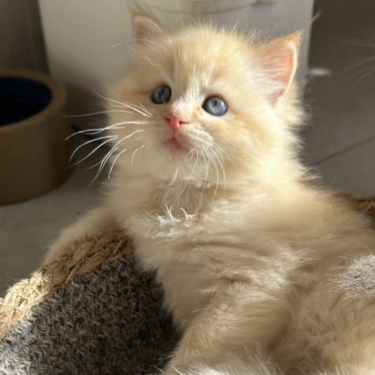 Aizu de L'Eden du Gival Mâle Ragdoll