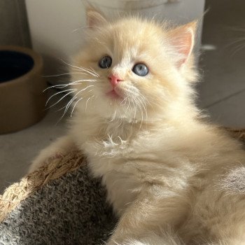 chaton Ragdoll red mackerel tabby sepia mitted Aizu EI L'Eden du Gival