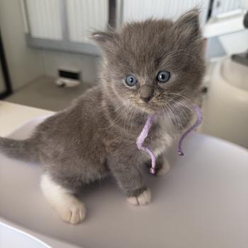 chaton Ragdoll blue mitted collier violet EI L'Eden du Gival