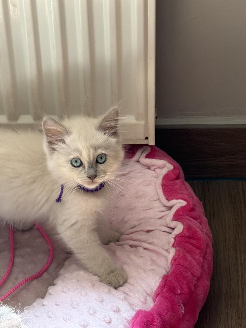 Bella de L'Eden du Gival Femelle Ragdoll