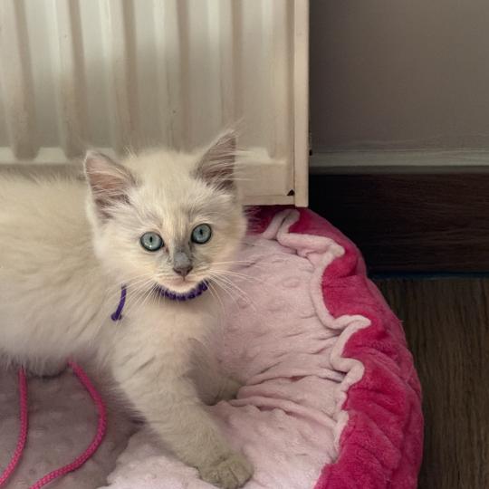 Bella de L'Eden du Gival Femelle Ragdoll