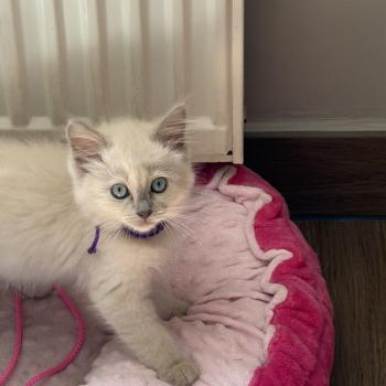 chaton Ragdoll lilac sepia Bella EI L'Eden du Gival