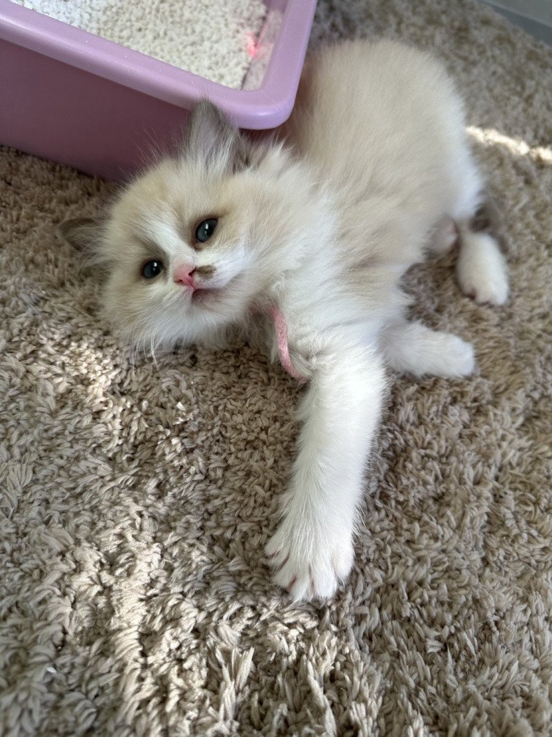 Anya de L'Eden du Gival Femelle Ragdoll