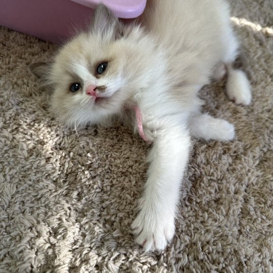 Anya de L'Eden du Gival Femelle Ragdoll