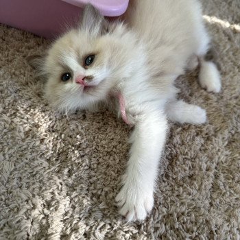 chaton Ragdoll chocolate sepia bicolor Anya EI L'Eden du Gival