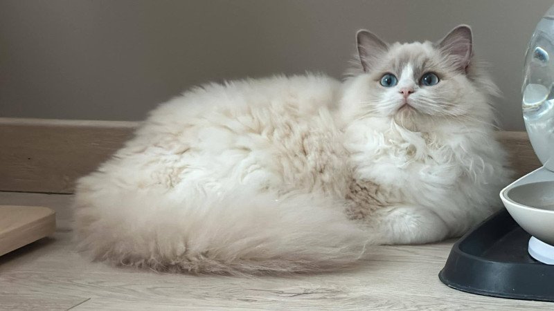 UNA KANDICE de L'Eden du Gival Femelle Ragdoll UNA KANDICE de L'Eden du Gival Femelle Ragdoll