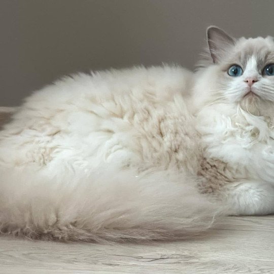 UNA KANDICE de L'Eden du Gival Femelle Ragdoll