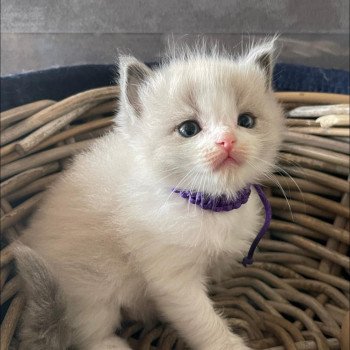 chaton Ragdoll blue & blanc COLLIER VIOLET L'Eden du Gival