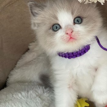 chaton Ragdoll blue mink & blanc COLLIER VIOLET L'Eden du Gival