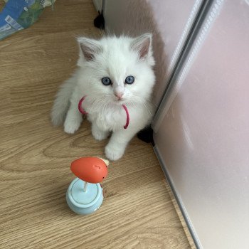 chaton Ragdoll YUTA EI L'Eden du Gival