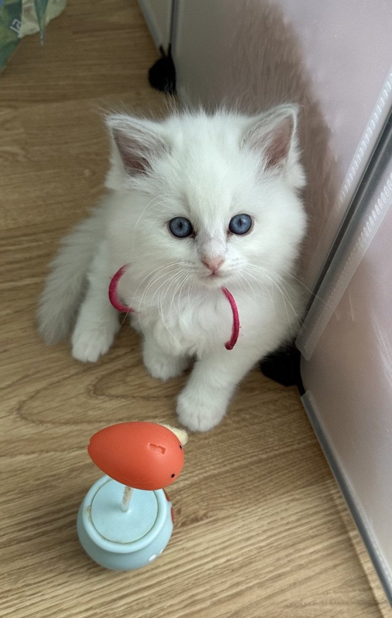 YUTA de L'Eden du Gival Femelle Ragdoll