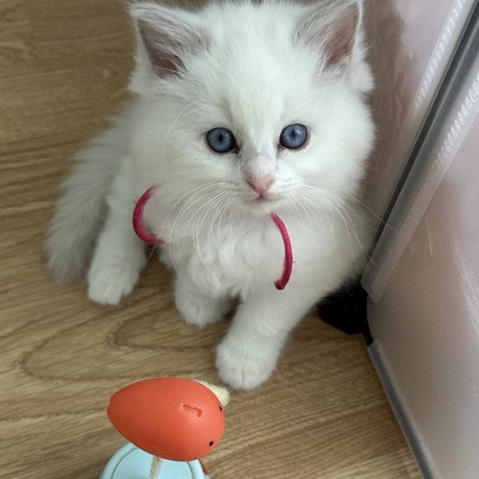 YUTA de L'Eden du Gival Femelle Ragdoll