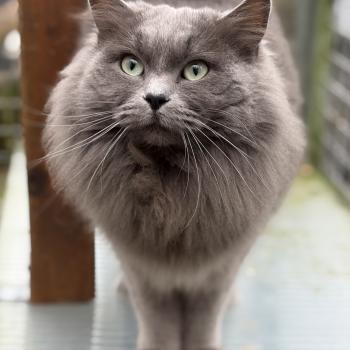 chat Cherubim blue smoke GREY FANG EI L'Eden du Gival