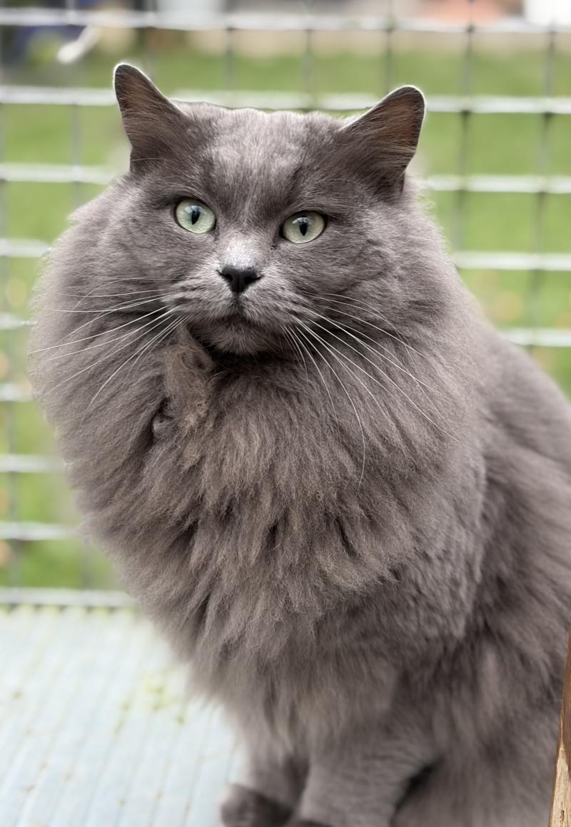 GREY FANG Mâle Cherubim