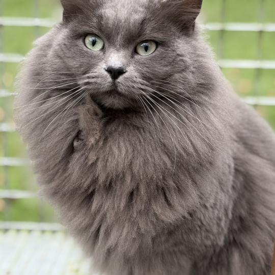 GREY FANG Mâle Cherubim