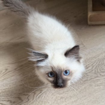 chaton Ragdoll seal point Akira EI L'Eden du Gival