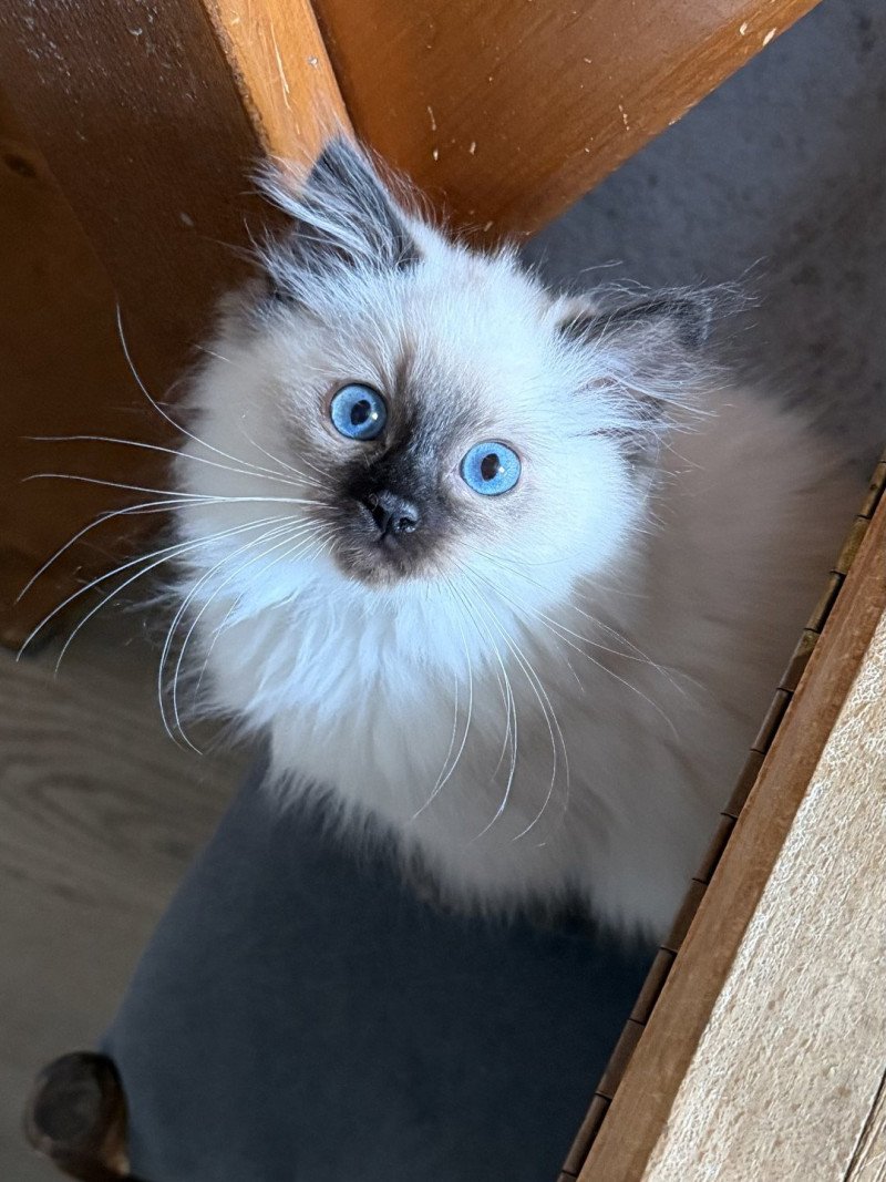 Akira de L'Eden du Gival Femelle Ragdoll