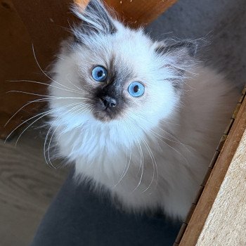 chaton Ragdoll seal point Akira EI L'Eden du Gival