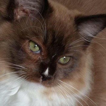 chat Ragdoll seal sepia mitted HEDEN L'Eden du Gival