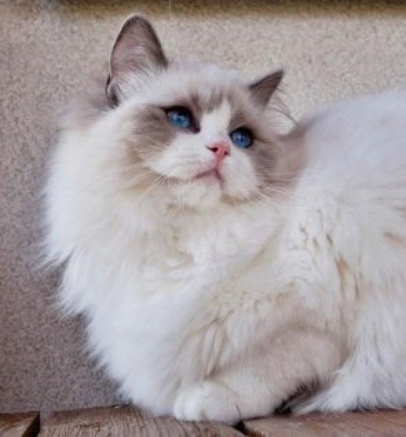 ISMENA Femelle Ragdoll