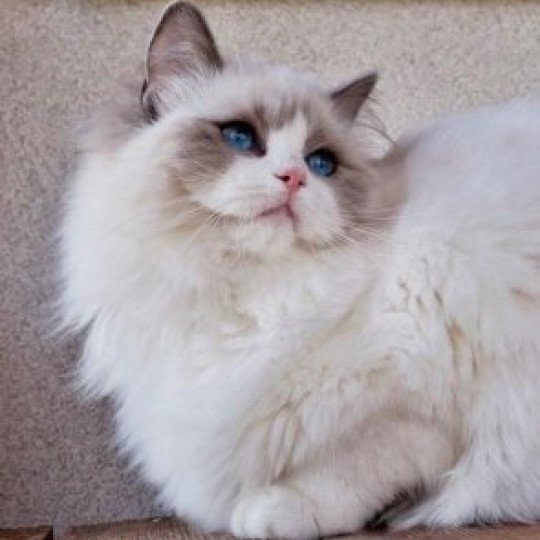 ISMENA Femelle Ragdoll