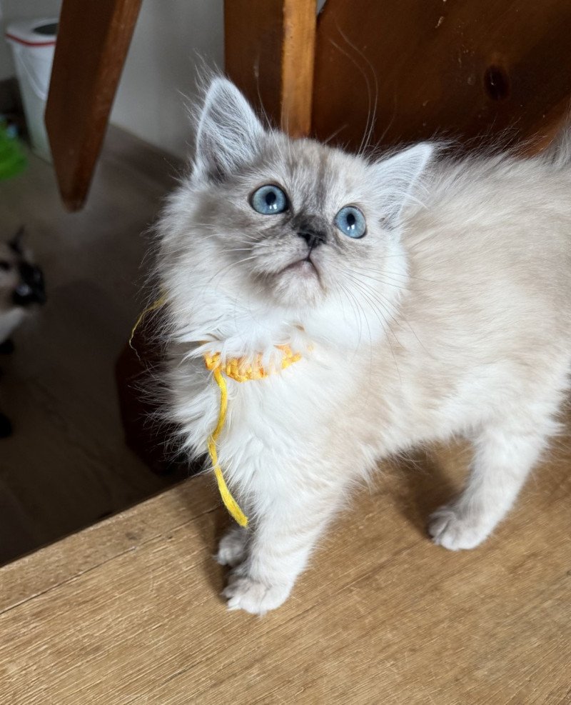 Mochi de L'Eden du Gival Femelle Ragdoll