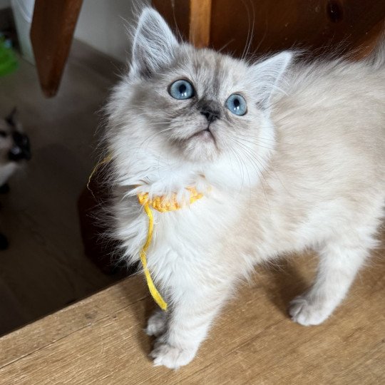 Mochi de L'Eden du Gival Femelle Ragdoll