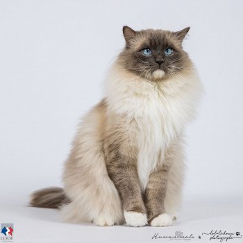 chat Ragdoll JOCKEY Les ragdolls de l'Eden du Gival